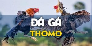 đá gà thomo Banca30